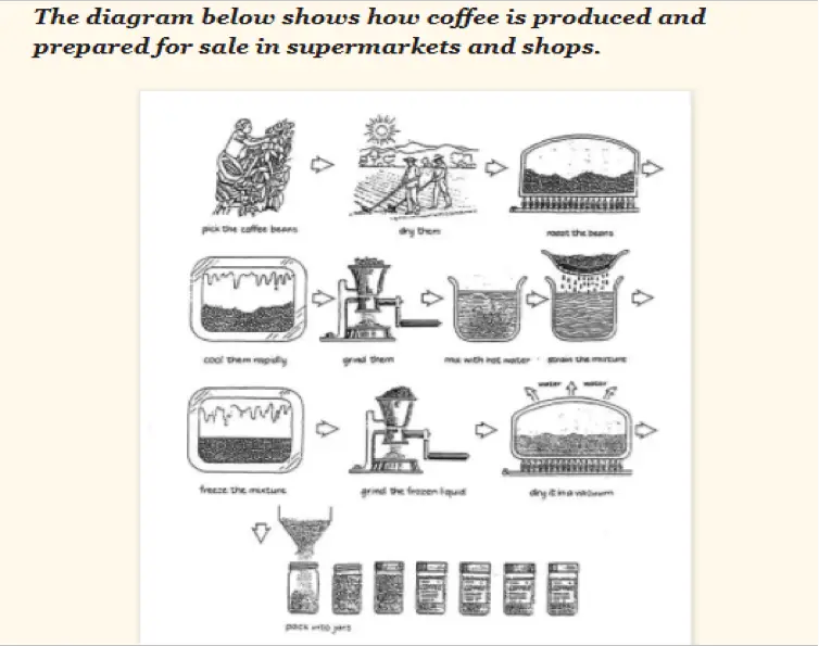 IELTS process question: How coffee is produced ad prepared for sale?